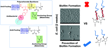 Graphical abstract: Antimicrobial coatings against biofilm formation: the unexpected balance between antifouling and bactericidal behavior