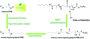 Graphical abstract: Synthesis of a new poly([R]-3-hydroxybutyrate) RAFT agent