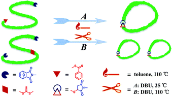 Graphical abstract: A straightforward approach for the one-pot synthesis of cyclic polymers from RAFT polymers via thiol–Michael addition