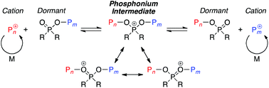 Graphical abstract: A phosphonium intermediate for cationic RAFT polymerization