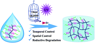 Graphical abstract: UV-triggered thiol–disulfide exchange reaction towards tailored biodegradable hydrogels