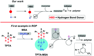 Graphical abstract: Tripodal hydrogen bond donor binding with sulfonic acid enables ring-opening polymerization