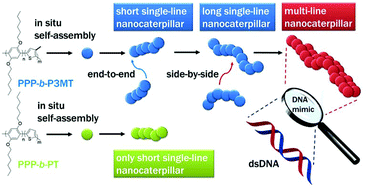 Graphical abstract: Preparing DNA-mimicking multi-line nanocaterpillars via in situ nanoparticlisation of fully conjugated polymers