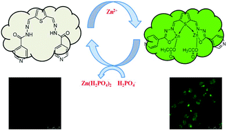 Graphical abstract: A highly fluorescent zinc complex of a dipodal N-acyl hydrazone as a selective sensor for H2PO4− ions and application in living cells