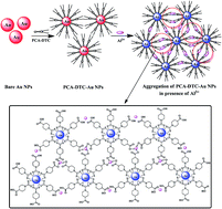 Graphical abstract: A molecular assembly of piperidine carboxylic acid dithiocarbamate on gold nanoparticles for the selective and sensitive detection of Al3+ ion in water samples