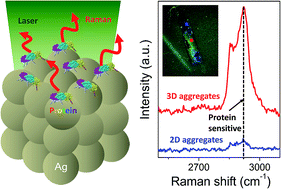 Graphical abstract: Label-free C-reactive protein SERS detection with silver nanoparticle aggregates