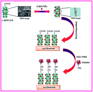 Graphical abstract: Synthesis of cadmium oxide and carbon nanotube based nanocomposites and their use as a sensing interface for xanthine detection
