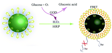 Graphical abstract: In situ polymerization of aniline on carbon quantum dots: a new platform for ultrasensitive detection of glucose and hydrogen peroxide