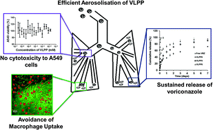 Graphical abstract: Development of voriconazole loaded large porous particles for inhalation delivery: effect of surface forces on aerosolisation performance, assessment of in vitro safety potential and uptake by macrophages