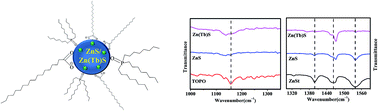 Graphical abstract: Lanthanide cation-induced tuning of surface capping properties in zinc sulfide nanoparticles: an infrared absorption study