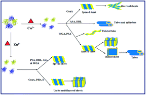 Graphical abstract: Zn2+ and Cu2+ induced nanosheets and nanotubes in six different lectins by TEM