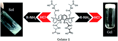 Graphical abstract: Roles of both amines and acid in supramolecular hydrogel formation of tetracarboxyl acid-appended calix[4]arene gelator