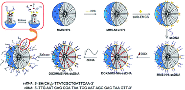 Graphical abstract: DNA-capped Fe3O4/SiO2 magnetic mesoporous silica nanoparticles for potential controlled drug release and hyperthermia