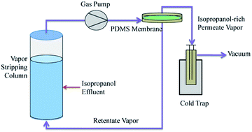 Graphical abstract: Separating isopropanol from its diluted solutions via a process of integrating gas stripping and vapor permeation