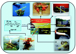 Graphical abstract: Seaweed-derived polymeric materials for multiapplications including marine algal cultivation