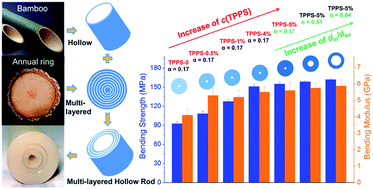 Graphical abstract: Biomimetic multi-layered hollow chitosan–tripolyphosphate rod with excellent mechanical performance