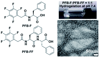 Graphical abstract: Self-assembly and hydrogelation from multicomponent coassembly of pentafluorobenzyl-phenylalanine and pentafluorobenzyl-diphenylalanine