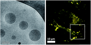 Graphical abstract: Solvatochromic fluorescent BODIPY derivative as imaging agent in camptothecin loaded hexosomes for possible theranostic applications