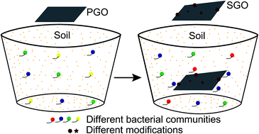 Graphical abstract: Graphene oxide regulates the bacterial community and exhibits property changes in soil