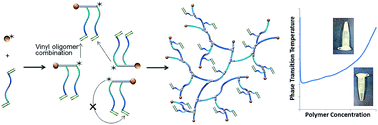 Graphical abstract: Water soluble hyperbranched polymers from controlled radical homopolymerization of PEG diacrylate