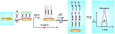Graphical abstract: A photoluminescent biosensor based on long-range self-assembled DNA cascades and upconversion nanoparticles for the detection of breast cancer-associated circulating microRNA in serum samples