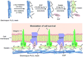 Graphical abstract: Modulation of human mesenchymal stem cell survival on electrospun mesh with co-immobilized epithelial growth factor and gelatin
