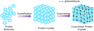 Graphical abstract: Cross-linked protein crystals by glutaraldehyde and their applications
