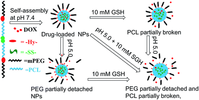Graphical abstract: pH/redox dual-sensitive nanoparticles based on the PCL/PEG triblock copolymer for enhanced intracellular doxorubicin release