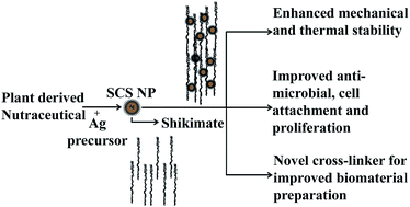 Graphical abstract: Nano-caged shikimate as a multi-site cross-linker of collagen for biomedical applications
