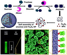 Graphical abstract: Amylosucrase-mediated synthesis and self-assembly of amylose magnetic microparticles