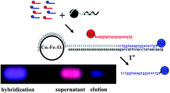 Graphical abstract: Sequence-selective binding of oligonucleotides to superparamagnetic cobalt ferrite nanoparticles: a new way to fabricate functional nanoconjugates