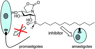 Graphical abstract: Antileishmanial activity of sp2-iminosugar derivatives