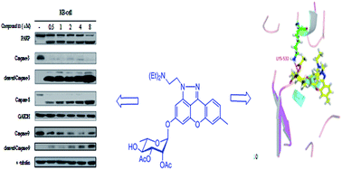 Graphical abstract: Synthesis and bioactivity of novel xanthone and thioxanthone l-rhamnopyranosides