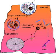 Graphical abstract: Co-delivery of siRNA and paclitaxel into cancer cells by hyaluronic acid modified redox-sensitive disulfide-crosslinked PLGA–PEI nanoparticles