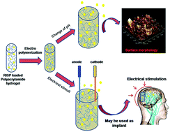 Graphical abstract: Electroconductive smart polyacrylamide–polypyrrole (PAC–PPY) hydrogel: a device for controlled release of risperidone