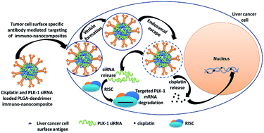 Graphical abstract: Dendrimer-PLGA based multifunctional immuno-nanocomposite mediated synchronous and tumor selective delivery of siRNA and cisplatin: potential in treatment of hepatocellular carcinoma