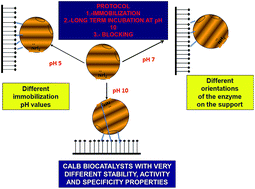 Graphical abstract: Versatility of divinylsulfone supports permits the tuning of CALB properties during its immobilization