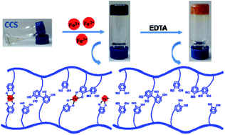 Graphical abstract: Fe3+-induced oxidation and coordination cross-linking in catechol–chitosan hydrogels under acidic pH conditions