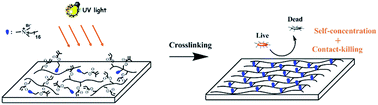 Graphical abstract: Preparation of surface self-concentration and contact-killing antibacterial coating through UV curing