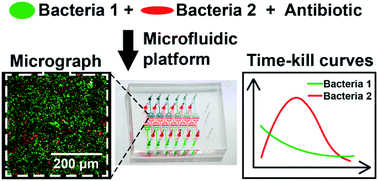 Graphical abstract: A microfluidic approach to study the effect of bacterial interactions on antimicrobial susceptibility in polymicrobial cultures