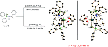 Graphical abstract: Chiral alkaline earth metal complexes with M–Se direct bond (M = Mg, Ca, Sr, Ba): syntheses, structures and ε-caprolactone polymerisation
