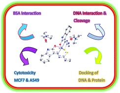 Graphical abstract: Synthesis, DNA/protein binding, molecular docking, DNA cleavage and in vitro anticancer activity of nickel(ii) bis(thiosemicarbazone) complexes