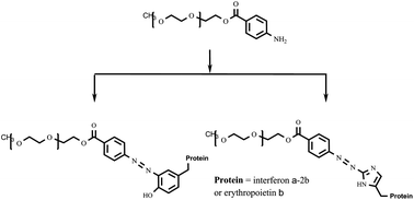 Graphical abstract: Synthesis of 4-aminobenzoic acid esters of polyethylene glycol and their use for pegylation of therapeutic proteins