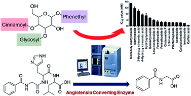 Graphical abstract: Structure–inhibition relationship of phenylethanoid glycosides on angiotensin-converting enzyme using ultra-performance liquid chromatography-tandem quadrupole mass spectrometry