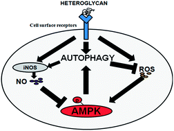 Graphical abstract: AMPK-mediated crosstalk of heteroglycan-induced reactive species and autophagic cascade in RAW 264.7 cells