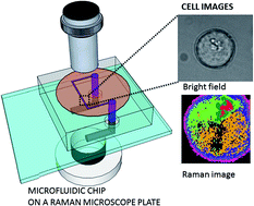 Graphical abstract: A microfluidic chip for high resolution Raman imaging of biological cells