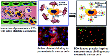 Graphical abstract: Targeted killing of metastatic cells using a platelet-inspired drug delivery system