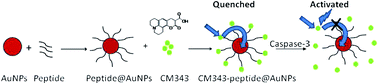 Graphical abstract: Coumarin-modified gold nanoprobes for the sensitive detection of caspase-3