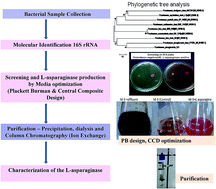 Graphical abstract: Industrial effluent as a substrate for glutaminase free l-asparaginase production from Pseudomonas plecoglossicida strain RS1; media optimization, enzyme purification and its characterization