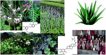 Graphical abstract: The chemistry and bioactivity of Southern African flora II: flavonoids, quinones and minor compound classes